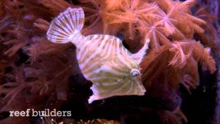 Radiated filefish at LiveAquaria [upl. by Anhsirk]