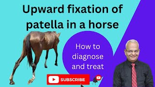 See How This Simple Trick Fixes Upward Patellar Fixation in Horses [upl. by Pacien]