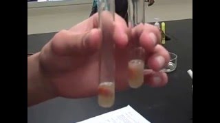 Catalase Enzyme Lab Test 4  Part I Mr Pauller [upl. by Evan]