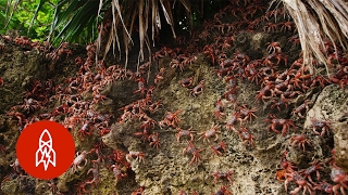 Christmas Islands Red Crab Invasion  Thats Amazing [upl. by Yldarb]