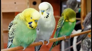 Over 9 hours of Budgies Playing Singing and Talking [upl. by Ainwat554]