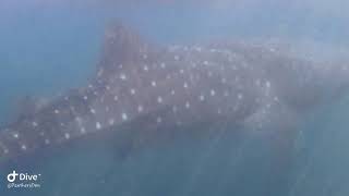 Whale Shark  Donsol Philippines [upl. by Nama]