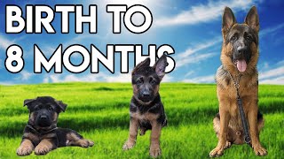 German Shepherd GROWING up  BIRTH to 8 MONTHS [upl. by Margarete]