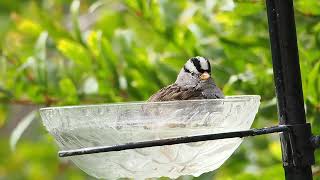 735 White Crowned Sparrow [upl. by Syla]