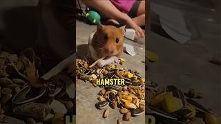 A hamster is never full 🐀😀 [upl. by Lord727]