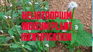 Heliotropium Indicum Plant Identification palmfacesocial plantidentification [upl. by Follansbee262]