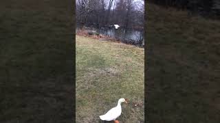 White duclair ducks flying [upl. by Weinshienk]