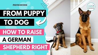 How to raise a German Shepherd 🐕‍🦺 puppy Health Nutrition amp Training Complete Guide [upl. by Nosemaj664]