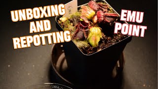 Cephalotus Emu Point  Unboxing and Repotting 11102024 [upl. by Sesmar400]