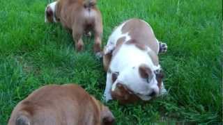 8 week old English bulldog puppies playing together outside for the first time [upl. by Annahgiel440]