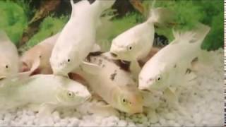 Koi cute and Funny Baby Fish Videos [upl. by Taite]