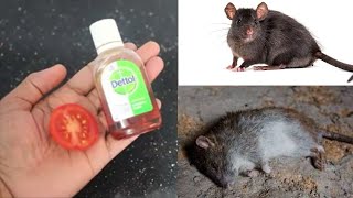 Magic Ingredient  How To Get Rid of Mouse Rats Permanently In a Natural Way  Home Remedy [upl. by Wester]