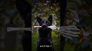 😱🤯Amazing facts about German shepherd facts doglovers dogsofinstagram dogshorts germanshepherd [upl. by Ahsilif]