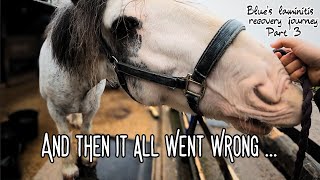 It was all going so well   Blues Laminitis Recovery Journey Part 3  Equestrian VLOG [upl. by Notnek]