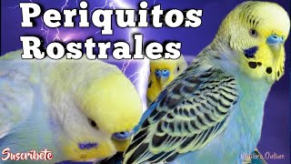 Tipos De Rostrales 🦜 Reconócelos Fácilmente [upl. by Tenrag]