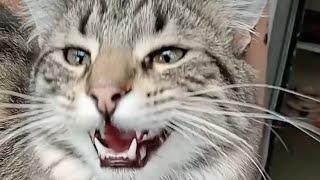 Cat Meows Compilation 83 [upl. by Agna]