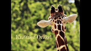 Krafttier Orakel 🦒 [upl. by Ynnattirb]