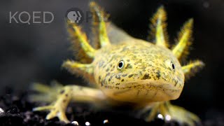 The Axolotl Salamander Doesn’t Wanna Grow Up  Deep Look [upl. by Dorran]