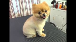 Watch this before you shave a Pomeranian [upl. by Aneehsit740]