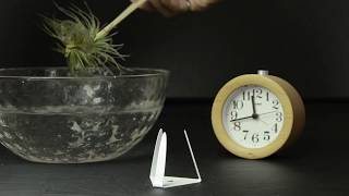 The Sill Time Lapse Tectorum Air Plant [upl. by Conners]