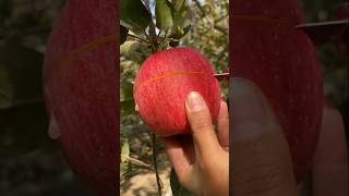 Guess the fruit name  fruit shorts viral trending new amezing plushimanshuplus facts [upl. by Dreddy]