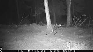 3 foxes in Seeley Lake Montana [upl. by Etnomed109]