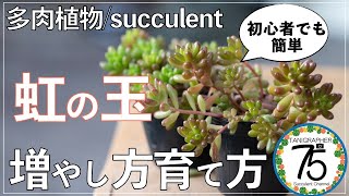 【多肉植物】セダム虹の玉を簡単に増やす方法！初心者の方必見！ [upl. by Dorcy]