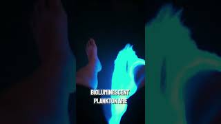 Bioluminescent Plankton patrickcla on TT bioluminescence organisms [upl. by Terrag672]