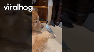 Tiny Parrot Courts a Golden Retriever  ViralHog [upl. by Evvy626]