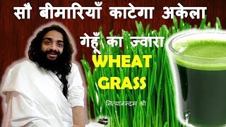 गेहूँ के ज्वारा का पूरा ज्ञान  IMMUNITY DRINK WHEAT GRASS COMPLETE STUDY HUNDRED BENEFITS [upl. by Rici146]