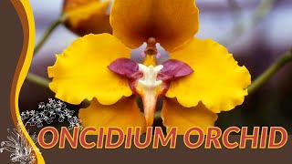 Understanding ONCIDIUM ORCHID 🌱✨🌱🌼 [upl. by Onitnevuj524]