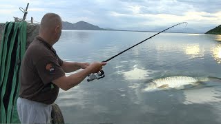 Pecanje na Skadarskom jezeru  Dubinsko pecanje šarana  krapa 2  Fishing carp Skadar lake [upl. by Crowley277]