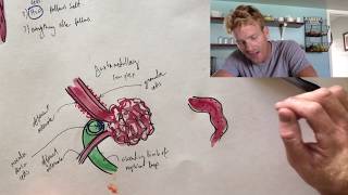 The details of how the nephron works [upl. by Eelra]