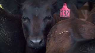 quotAngelquot ASPCA Commercial  Cow Style [upl. by Jennifer746]