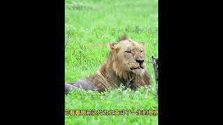 雄獅聯盟唯一倖存的獅子王離世 動物的迷惑行為 野生動物零距離 動物世界 獅子 雄獅 [upl. by Llyrehc332]