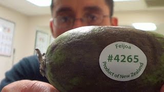 How to Eat Feijoa  Pineapple Guava Fruit [upl. by Crim136]