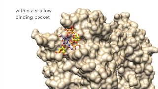 Revealed  Helicobacter pylori’s secret weapon [upl. by Schoenfelder]