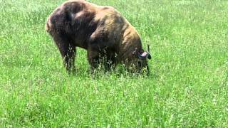 Sichuan Takin at The Wilds [upl. by Jolynn274]