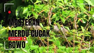 100 AMPUH UNTUK PANCINGAN CUCAK ROWO MALAS BUNYI [upl. by Dietsche311]