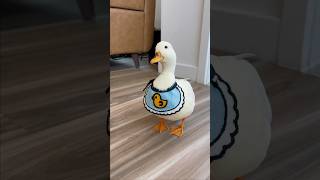 My personal vacuum shorts petduck [upl. by Chryste]