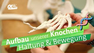 Knochen  Haltung und Bewegung  alpha Lernen erklärt Biologie [upl. by Accemahs14]