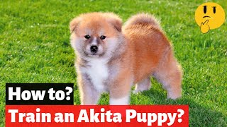 How To Train an Akita Puppy  EASY and FAST Training Method [upl. by Sontich]