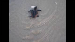 Sea Turtle Monitoring Program on the Masonboro Island Reserve [upl. by Acino240]