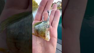 Let’s fish for CATFISH using a TINY ROD🐟🎣 baitfishing fishing fish catfishfishing [upl. by Latham]