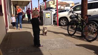 Cute Koala Goes For a Walk in Portland [upl. by Wharton346]