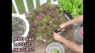 Lettuce Harvest  ReGrowth Timelapse  Container Garden Raised Bed Square Foot Gardening [upl. by Ylreveb975]