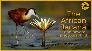 The AFRICAN JACANA on The Chobe River As seen on Planet Earth 3 [upl. by Nannah64]