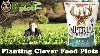 How To Plant GREAT Whitetail Clover Food Plots [upl. by Katha433]