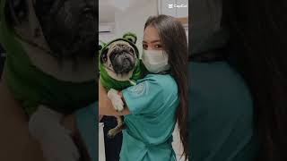 Medicina Veterinária 💜Mariahcecilia15 [upl. by Ander]