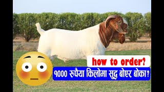 १००० रुपैयामै सरकारी फार्ममा 100 Boer बोका कसरी Book गर्ने how to get cheapest Boer in Nepal [upl. by Vento]